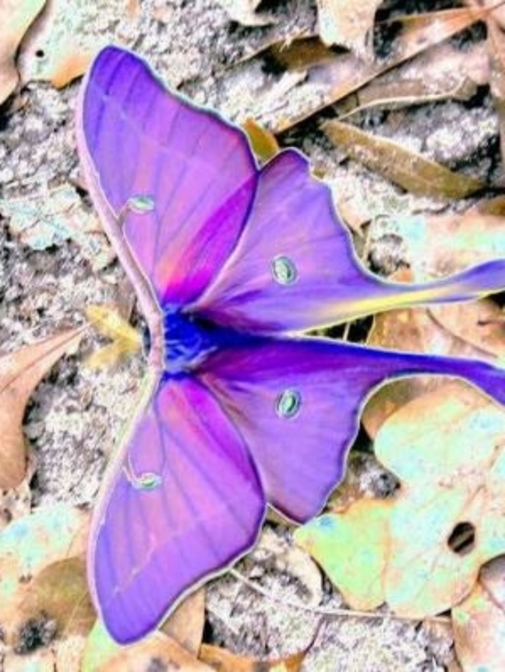 Meet your Posher, Donnaka